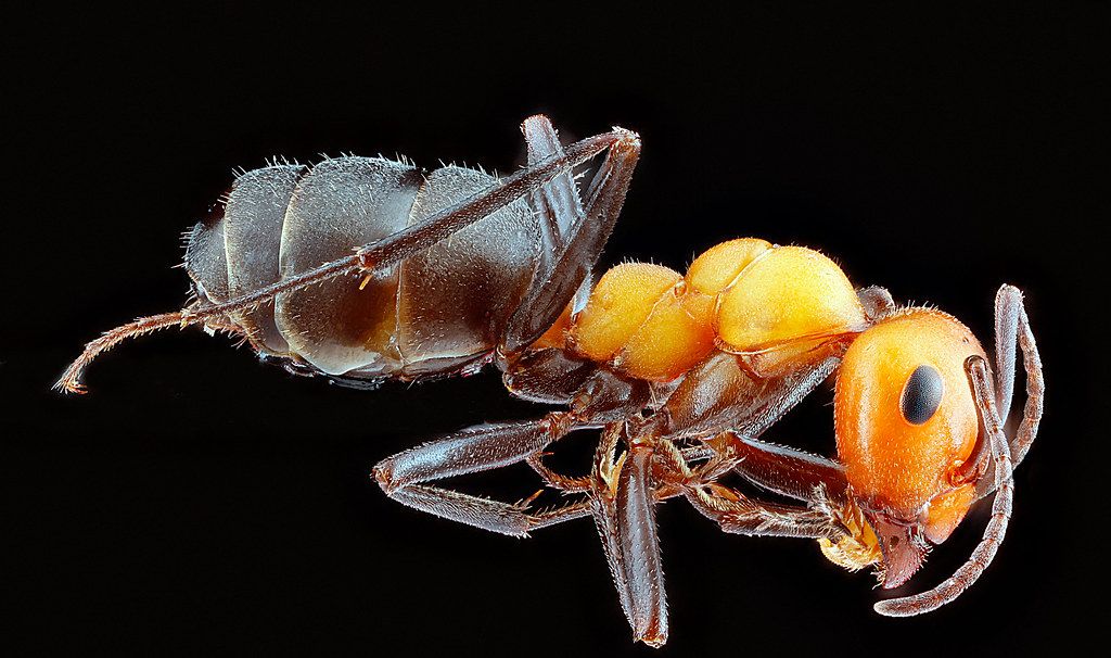 Ant Control service in Gaithersburg, MD