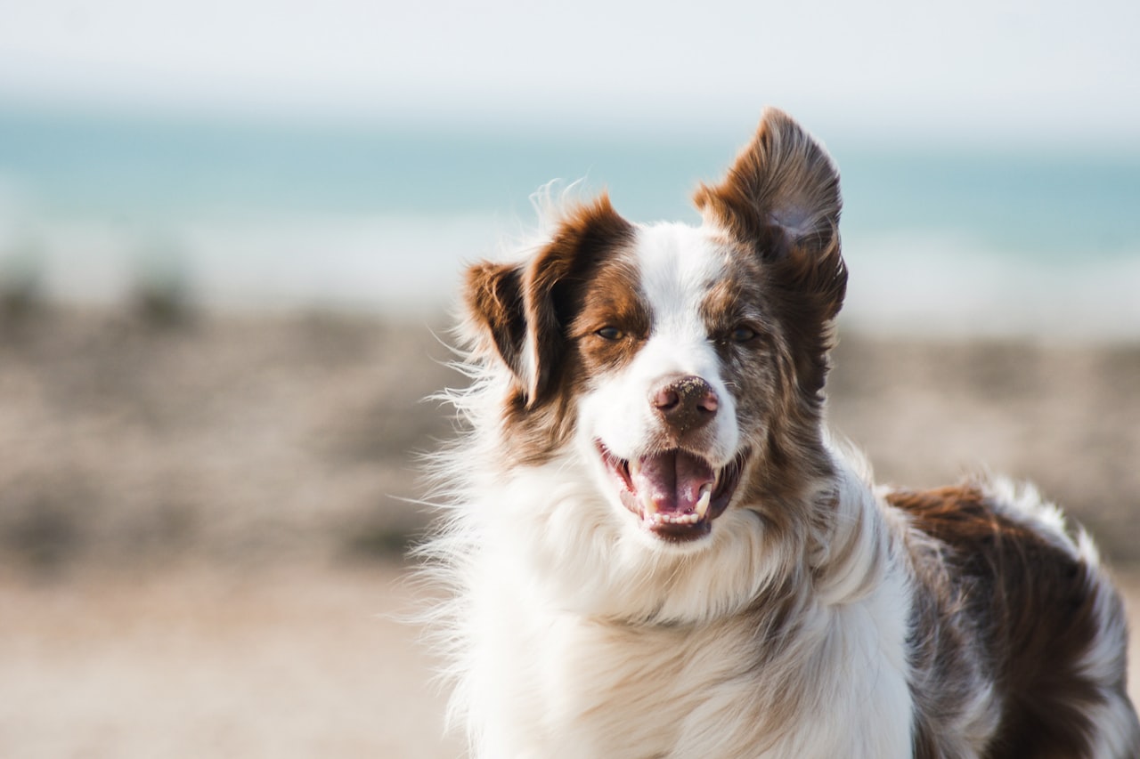 Flea & Tick Control service in Gaithersburg, MD