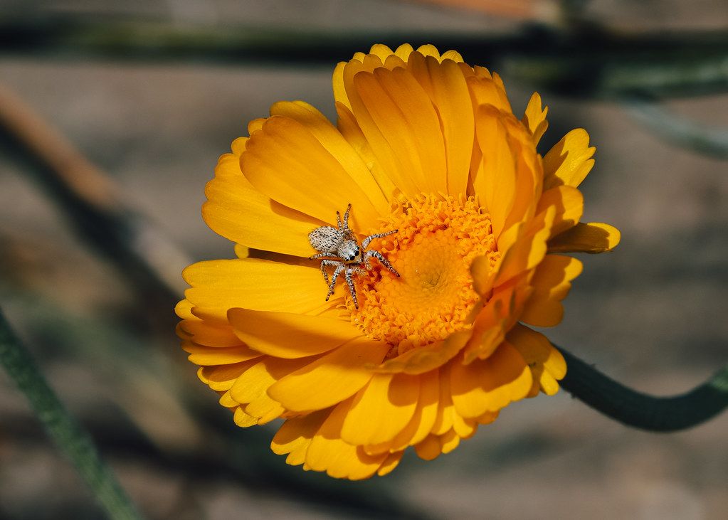 Spider Control service in Gaithersburg, MD